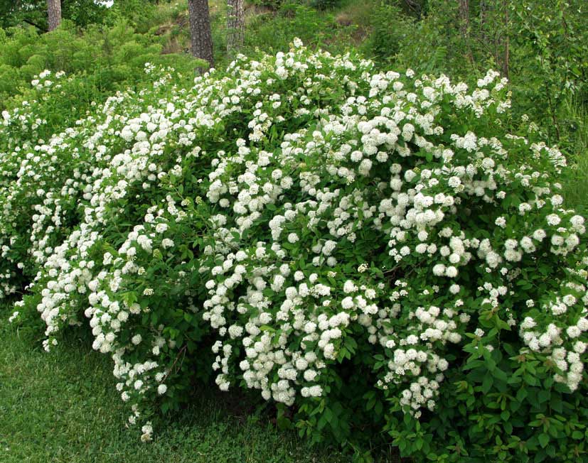 'Maiden's Blush'